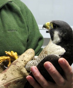 peregrinerescue2