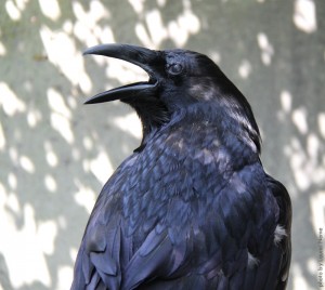 smravenopenbeak